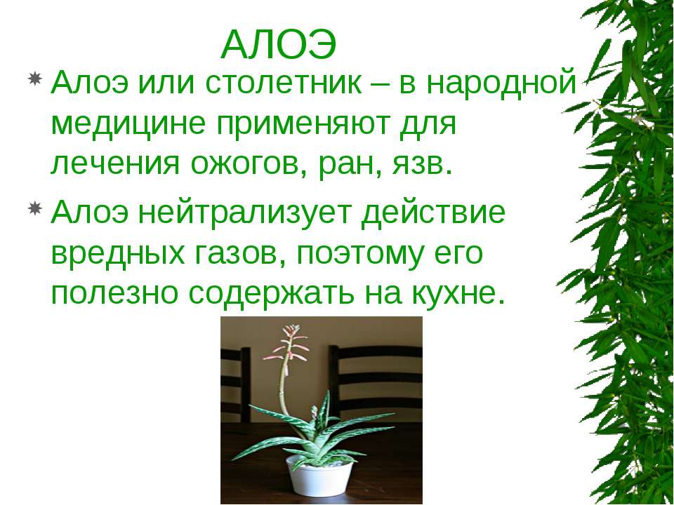 Обладает алоэ. Алоэ комнатное растение. Цветок алоэ описание. Алоэ для дошкольников. Алоэ доклад.