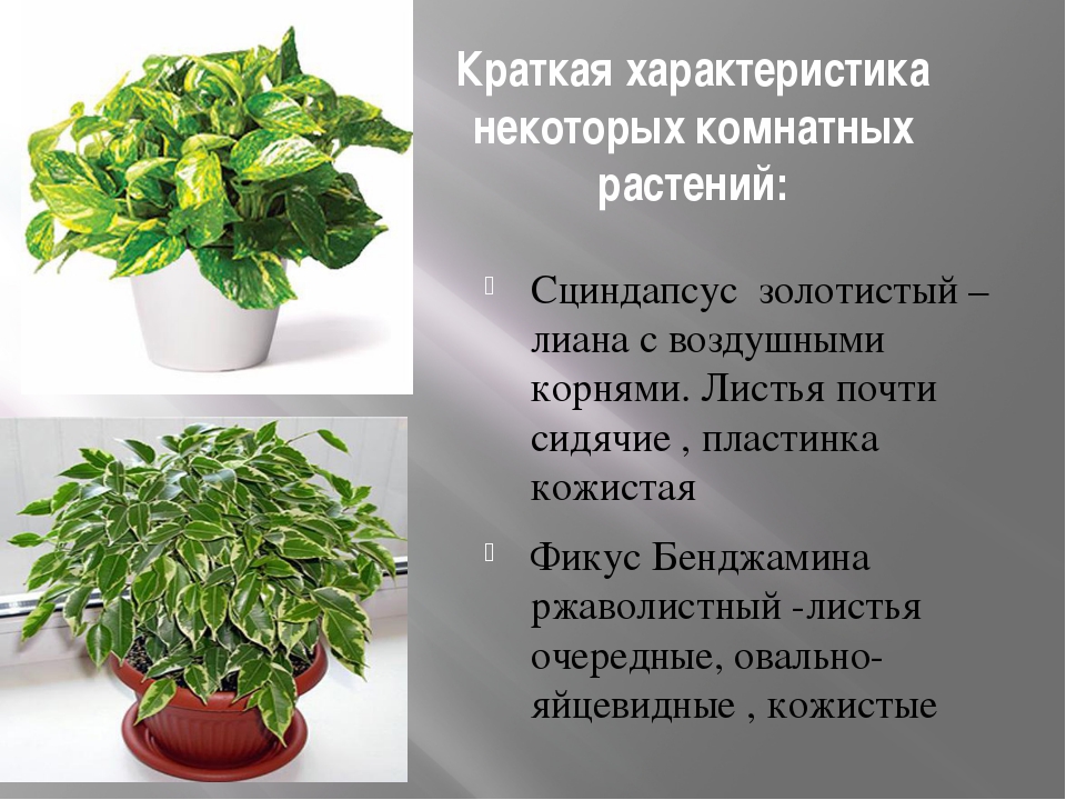 Комнатные растения польза и вред
