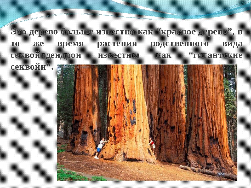 Какое дерево ответ. Красное дерево это древесина какого дерева. Красная древесина какое дерево. Красная древесина у какого дерева. Сообщение о Красном дереве.