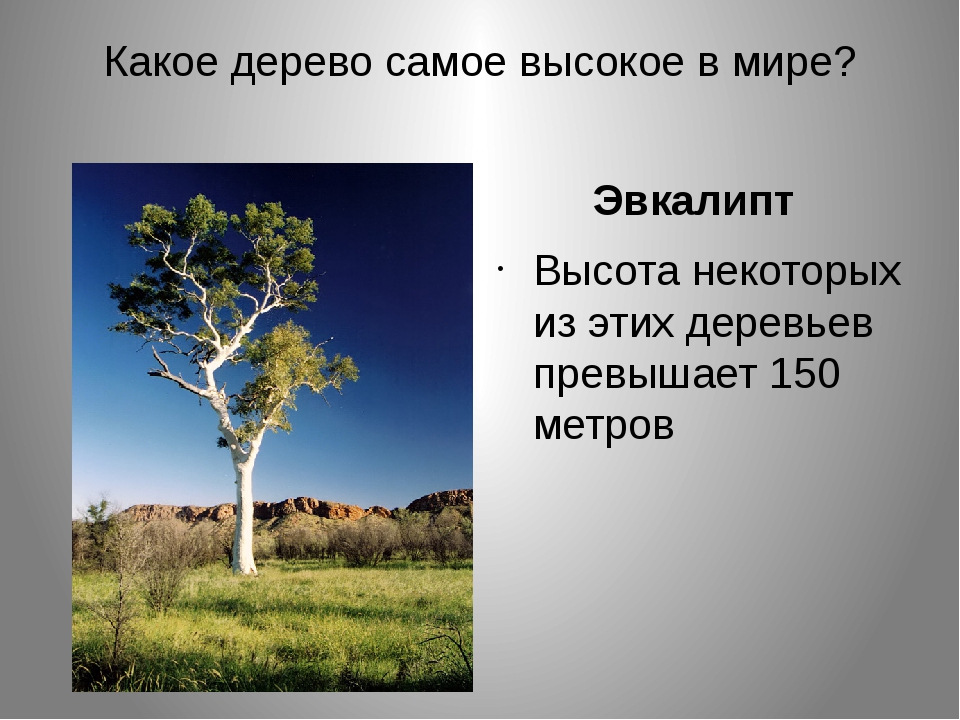 Какое дерево выше. Эвкалипт высота дерева. Эвкалипт дерево высота максимальная. Высота эвкалипта в метрах. Высота эвкалипта в метрах максимальная.