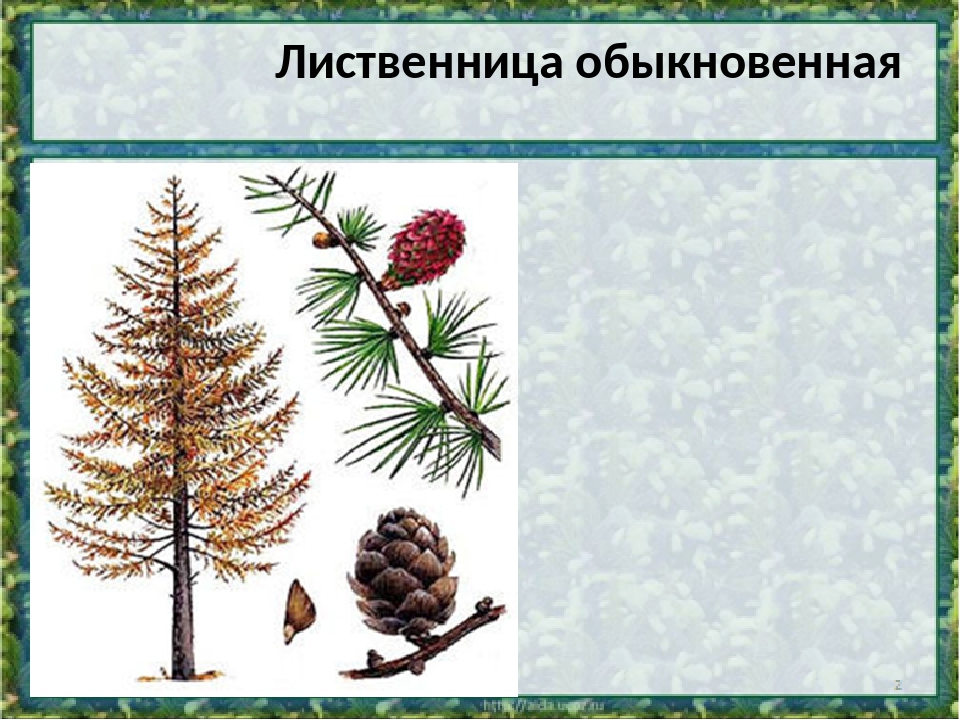 Размер лиственницы. Лиственница биология. Строение лиственницы. Лиственница группа растений. Лиственница обыкновенная описание.