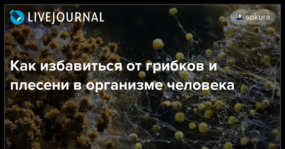 Грибок в организме как избавиться. Плесневые грибки в организме. Грибы и плесень в организме человека. Плесневые грибы в организме человека. Избавление от грибков в организме.