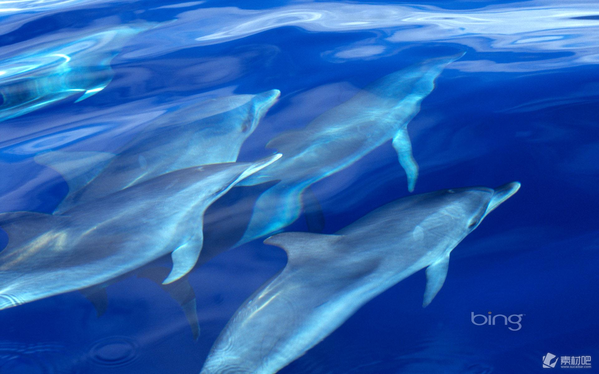 Слушать океан дельфин. Дельфины атлас. Атлантический океан с дельфинами. Обои с дельфинами. Скумбрия в океане.
