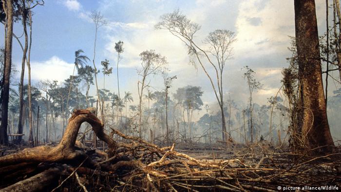 Bildergalerie Amazonas Regenwald Rodung
