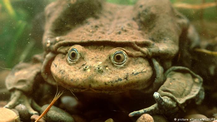 Titicaca water frog