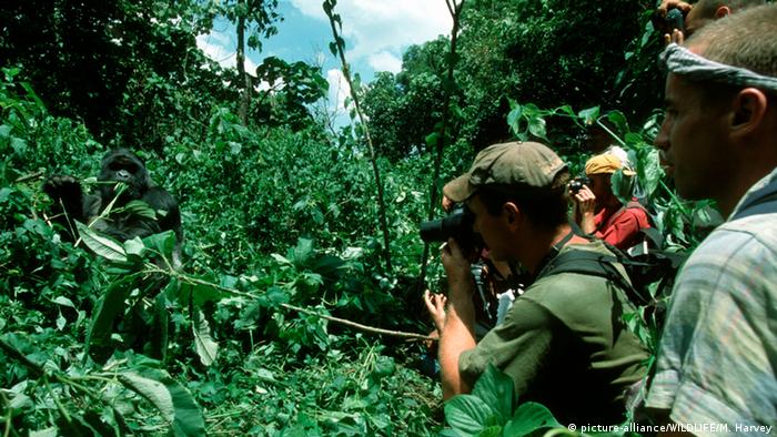 Tourists watch a gorilla in the rainforest