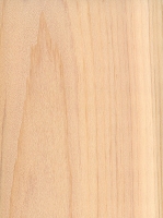 Northern White Cedar (Thuja occidentalis)